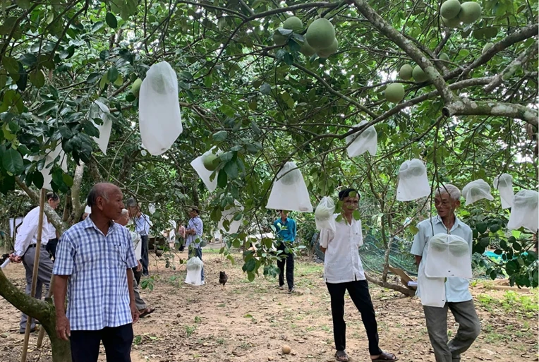 Xây dựng chuỗi liên kết, mở rộng đầu ra cho thanh trà Huế